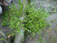 /album/fotogaleria-fotogaleria/paraziticke-a-saprofyticke-rastliny-html-20c7018b-png2/